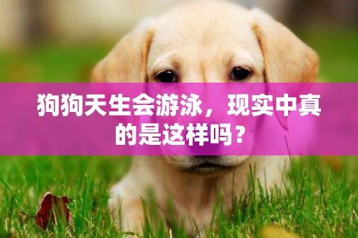狗狗天生會游泳，現實中真的是這樣嗎？