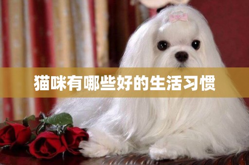 貓咪有哪些好的生活習慣