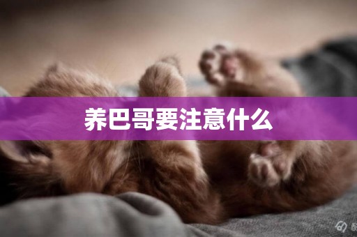 養巴哥要注意什么