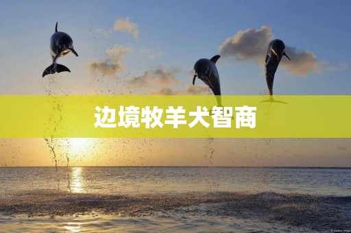 邊境牧羊犬智商