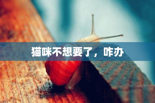 貓咪不想要了，咋辦