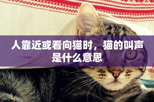 人靠近或看向貓時，貓的叫聲是什么意思
