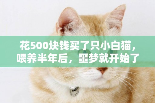 花500塊錢買了只小白貓，喂養半年后，噩夢就開始了