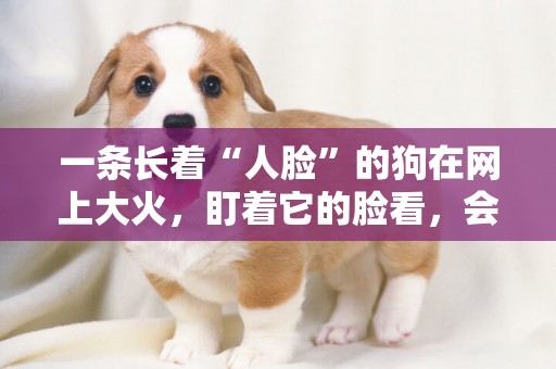 一條長著“人臉”的狗在網上大火，盯著它的臉看，會有些不舒服