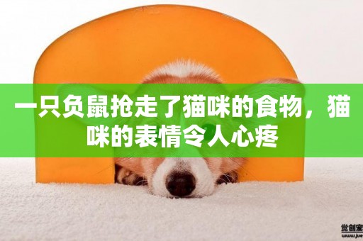 一只負鼠搶走了貓咪的食物，貓咪的表情令人心疼