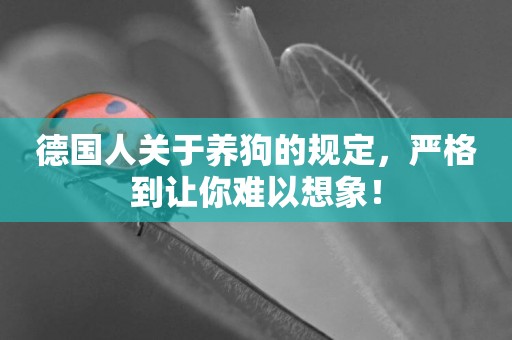 德國人關于養狗的規定，嚴格到讓你難以想象！