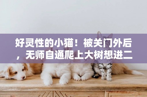 好靈性的小貓！被關門外后，無師自通爬上大樹想進二樓主人房間！