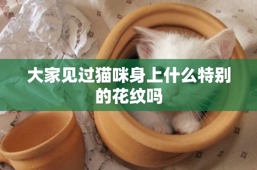 大家見過貓咪身上什么特別的花紋嗎