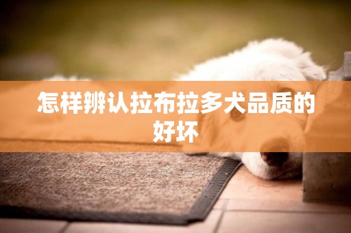 怎樣辨認拉布拉多犬品質的好壞