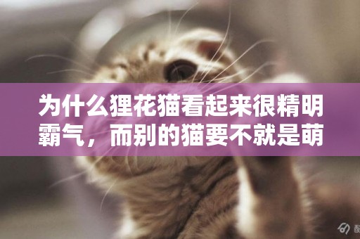 為什么貍花貓看起來很精明霸氣，而別的貓要不就是萌萌的，要不就