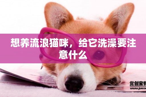 想養流浪貓咪，給它洗澡要注意什么