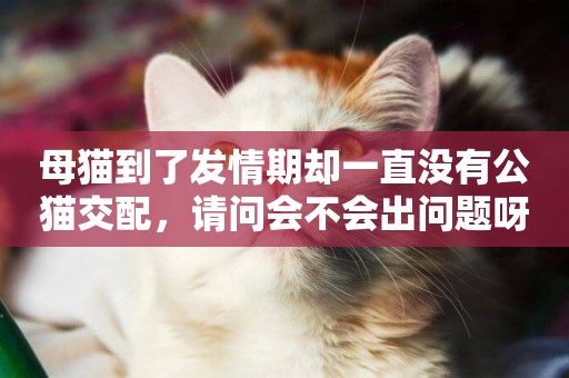 母貓到了發情期卻一直沒有公貓交配，請問會不會出問題呀