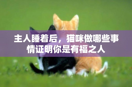 主人睡著后，貓咪做哪些事情證明你是有福之人