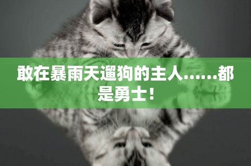 敢在暴雨天遛狗的主人……都是勇士！