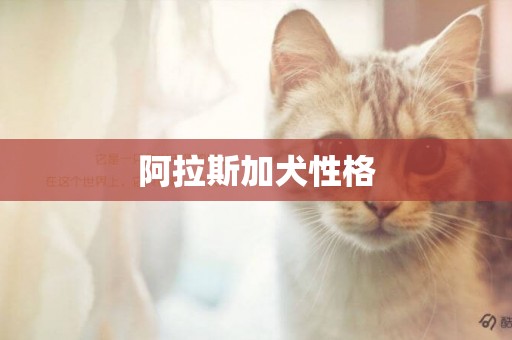 阿拉斯加犬性格