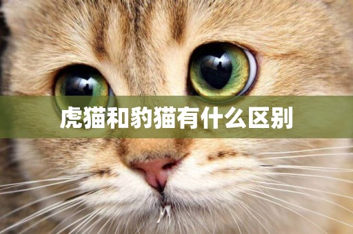 虎貓和豹貓有什么區別