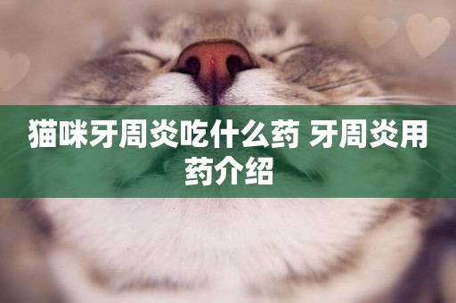 貓咪牙周炎吃什么藥 牙周炎用藥介紹