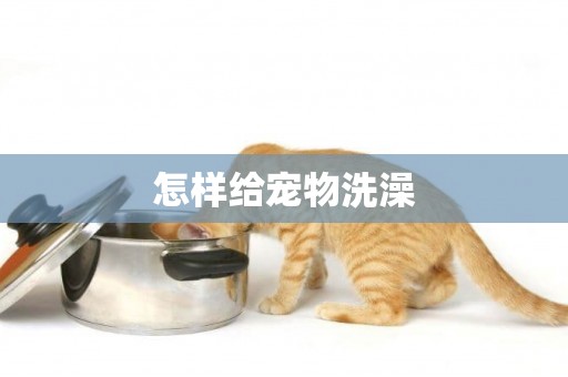 怎樣給寵物洗澡