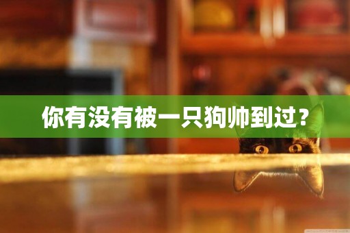 你有沒有被一只狗帥到過？