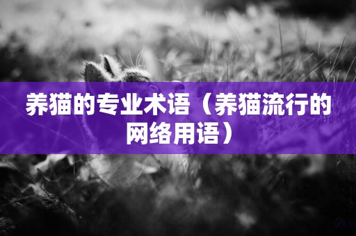 養貓的專業術語（養貓流行的網絡用語）