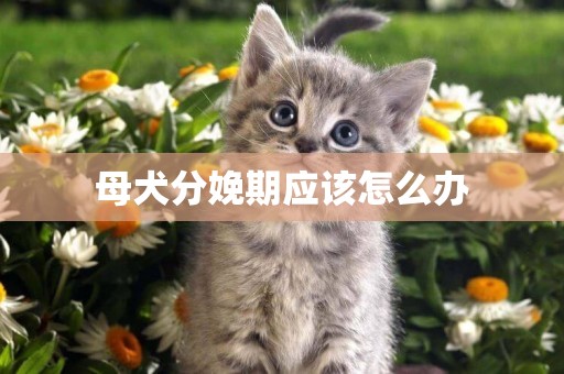 母犬分娩期應該怎么辦