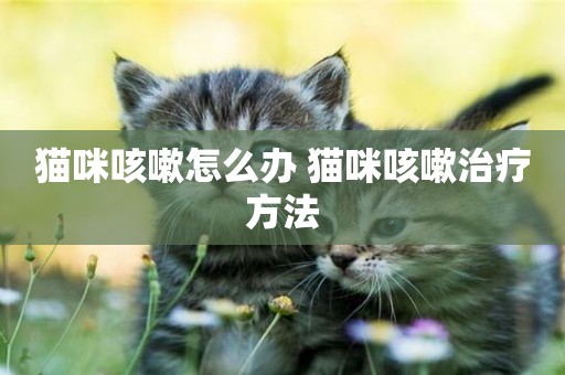 貓咪咳嗽怎么辦 貓咪咳嗽治療方法