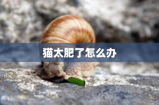 貓太肥了怎么辦