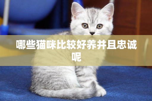哪些貓咪比較好養并且忠誠呢