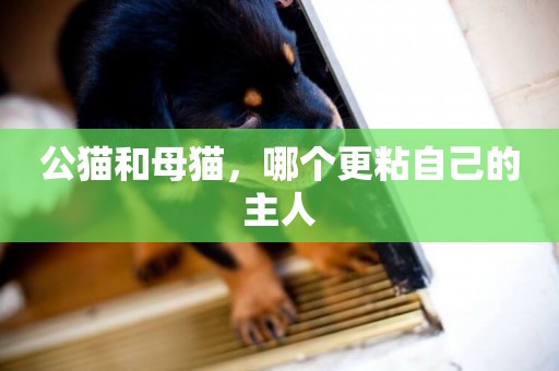 公貓和母貓，哪個更粘自己的主人