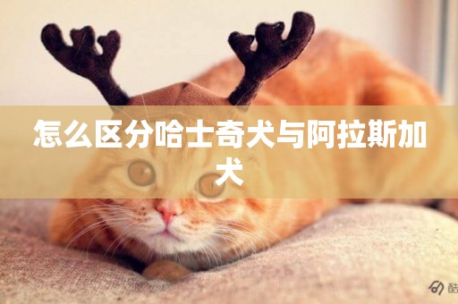怎么區分哈士奇犬與阿拉斯加犬