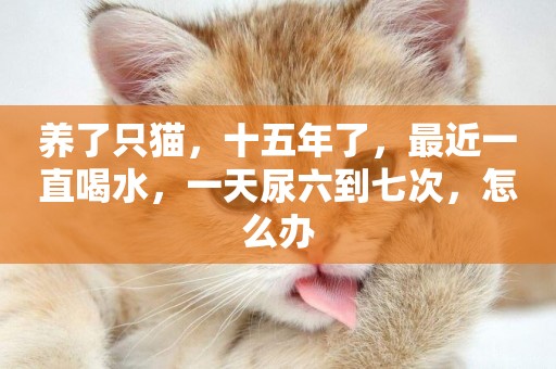 養了只貓，十五年了，最近一直喝水，一天尿六到七次，怎么辦