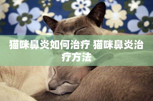 貓咪鼻炎如何治療 貓咪鼻炎治療方法