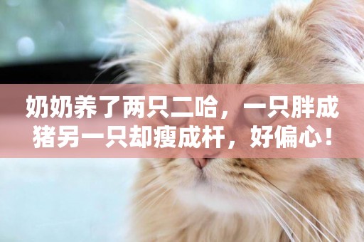 奶奶養了兩只二哈，一只胖成豬另一只卻瘦成桿，好偏心！