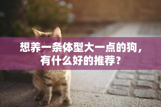 想養一條體型大一點的狗，有什么好的推薦？