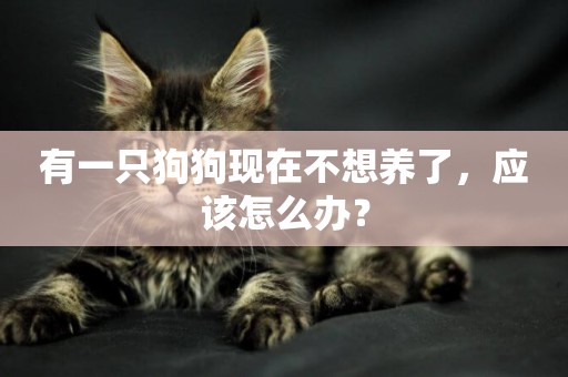 有一只狗狗現在不想養了，應該怎么辦？