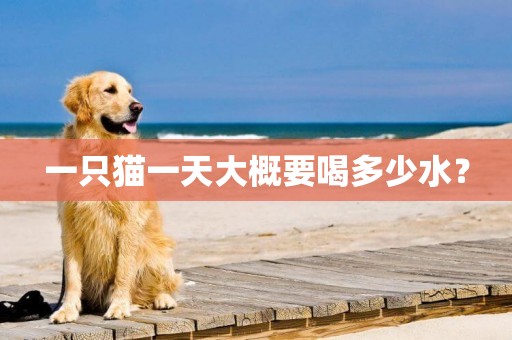 一只貓一天大概要喝多少水？