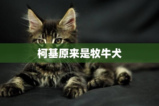 柯基原來是牧牛犬