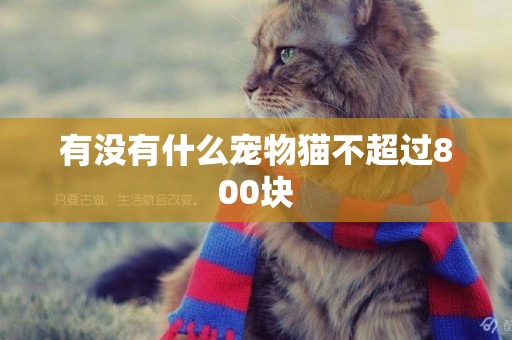 有沒有什么寵物貓不超過800塊
