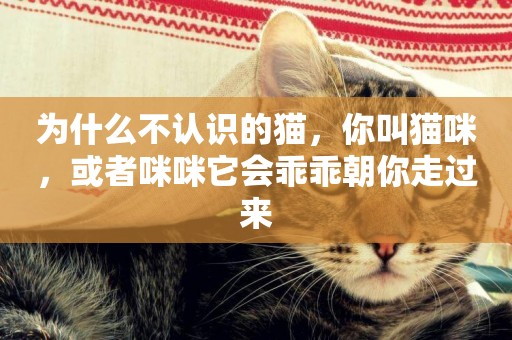 為什么不認識的貓，你叫貓咪，或者咪咪它會乖乖朝你走過來