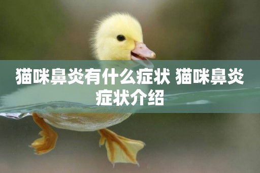 貓咪鼻炎有什么癥狀 貓咪鼻炎癥狀介紹
