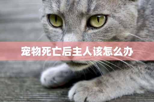 寵物死亡后主人該怎么辦