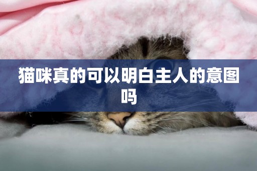 貓咪真的可以明白主人的意圖嗎