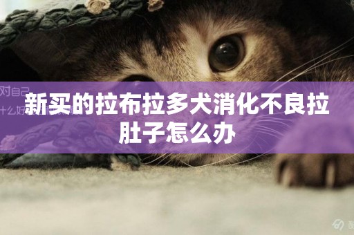 新買的拉布拉多犬消化不良拉肚子怎么辦