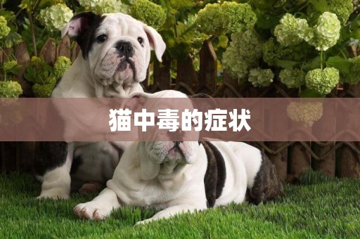 貓中毒的癥狀