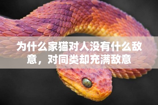 為什么家貓對人沒有什么敵意，對同類卻充滿敵意