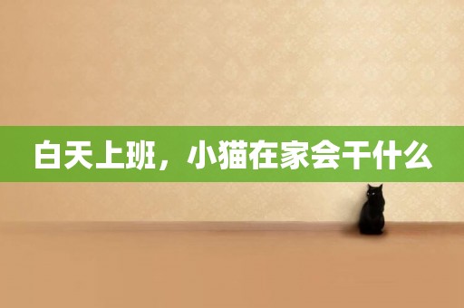 白天上班，小貓在家會干什么
