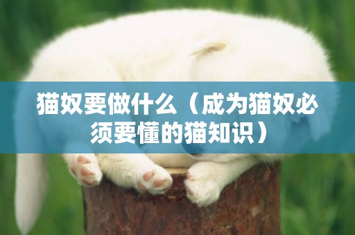 貓奴要做什么（成為貓奴必須要懂的貓知識）