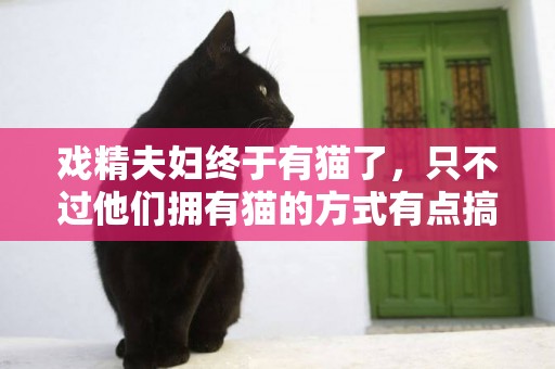 戲精夫婦終于有貓了，只不過他們擁有貓的方式有點搞笑