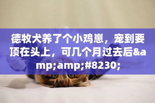 德牧犬養了個小雞崽，寵到要頂在頭上，可幾個月過去后&amp;#8230;