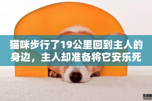 貓咪步行了19公里回到主人的身邊，主人卻準備將它安樂死
